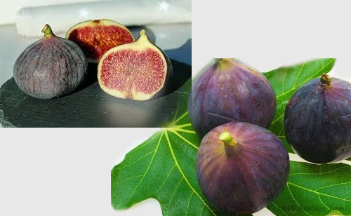 organic fig grower testimonial