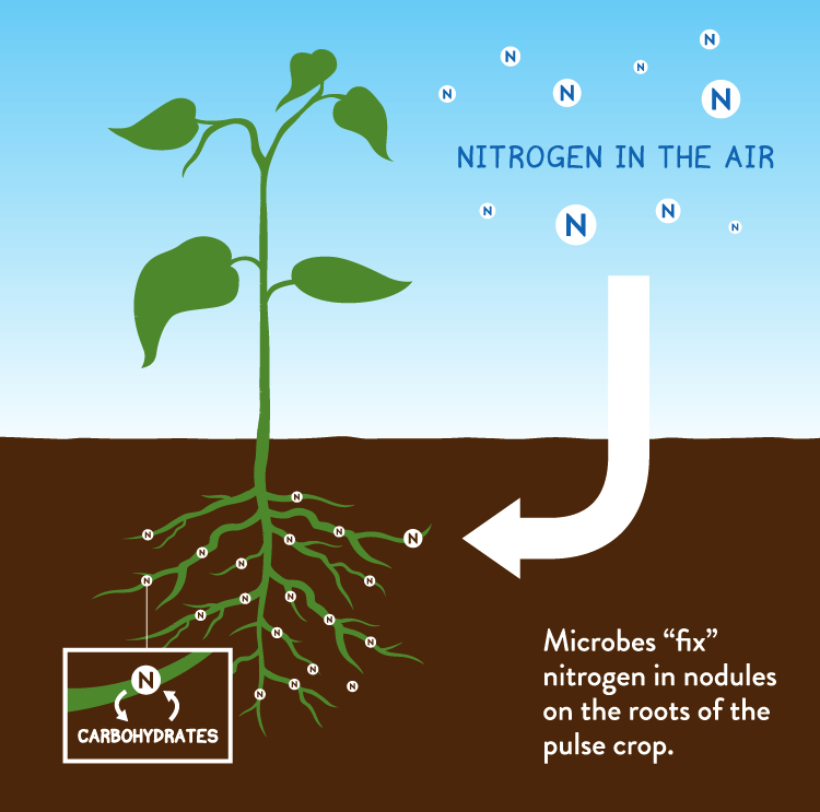 What Is The Role Of Nitrogen Fixing Bacteria